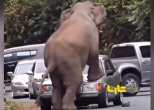 خودرویی که زیر فیل دوام آورد! + فیلم