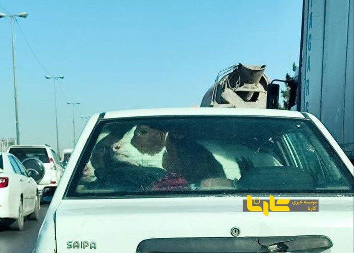 مسافری باورنکردنی در صندلی عقب یک پراید دیده شد! + عکس