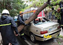 امکان دریافت خسارت از شهرداری در صورت سقوط درخت امکان پذیر است؟ منبع سایت کارنا