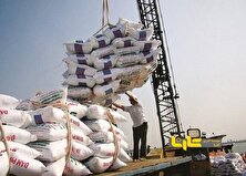 دولت تصویب کرد؛  توزیع برنج ۵۰ هزار تومانی در بازار