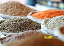 صادرات حبوبات ممنوع شد + نامه