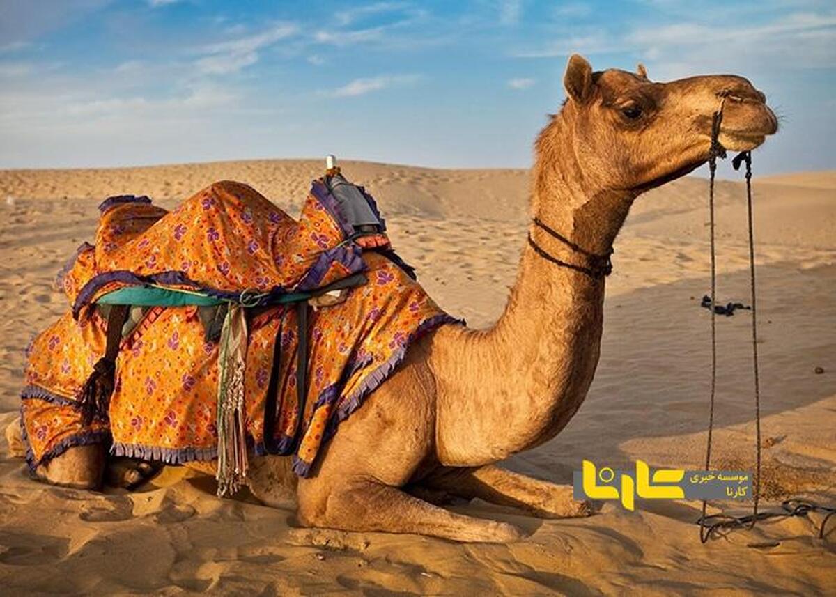 ویدیوی عجیب از گشت زنی یک شتر با پراید!