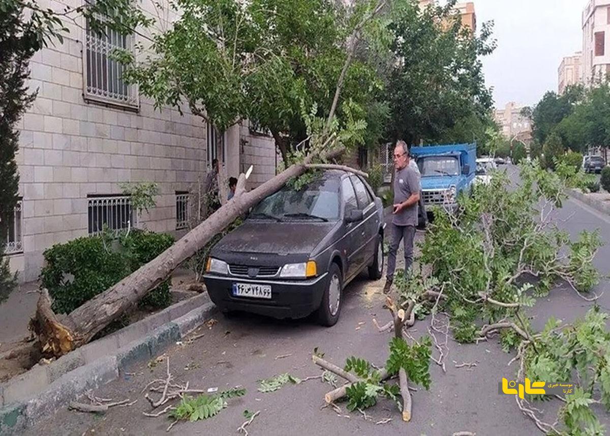 هشدار توقف و پارک خودرو در اطراف درختان فرسوده تا چهارشنبه