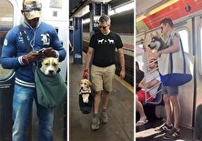 هشدار درباره ورود حیوانات خانگی به وسایل نقلیه عمومی منبع سایت کارنا