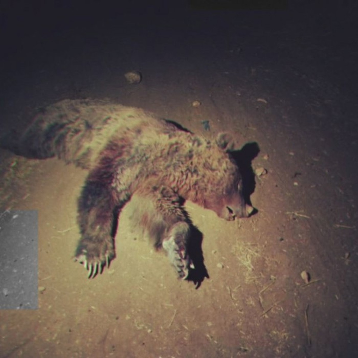 ویدئو تصادف خرس با پراید در کرمانشاه