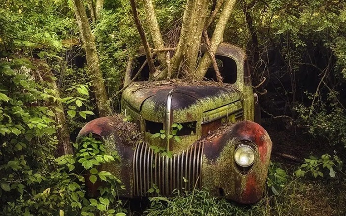 زیبایی وهمآلود خودروهایی که به تصرف طبیعت درآمدهاند زیبایی وهمآلود خودروهایی که به تصرف طبیعت درآمدهاند